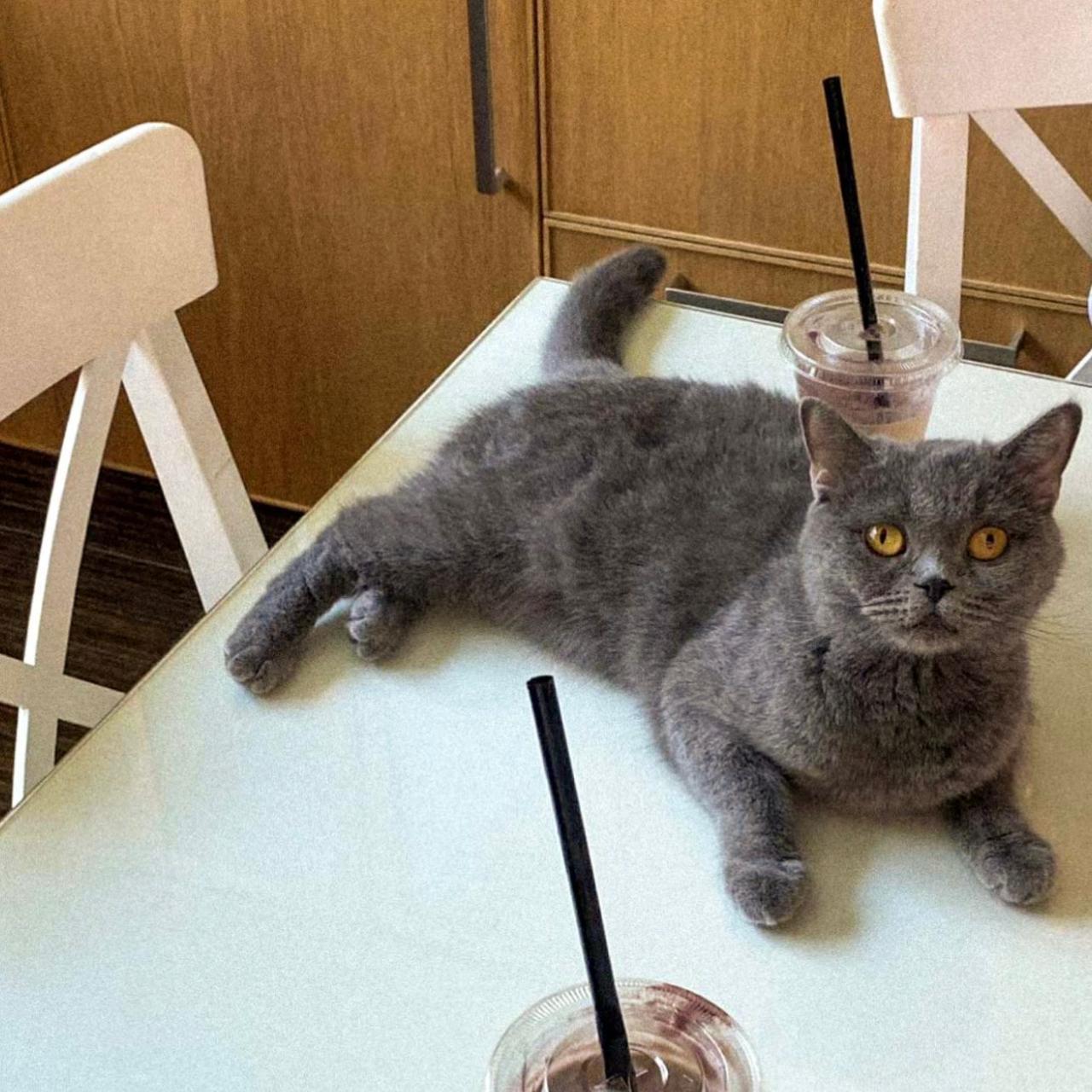 Antar the Persian cat