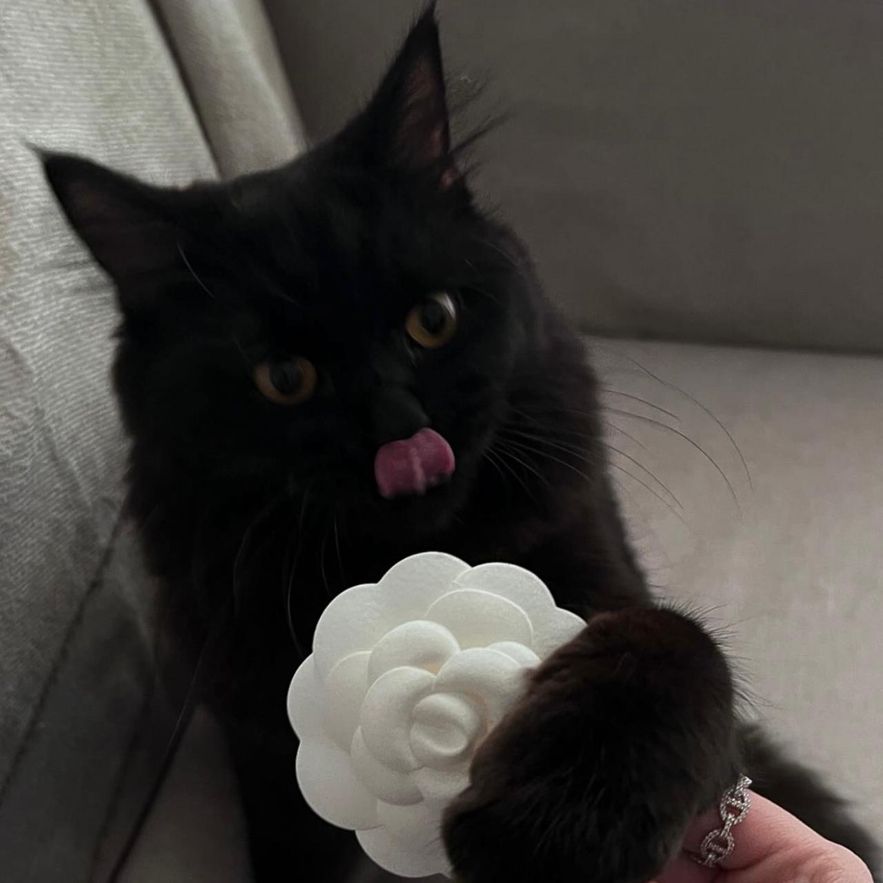 Chanel the Tabby cat