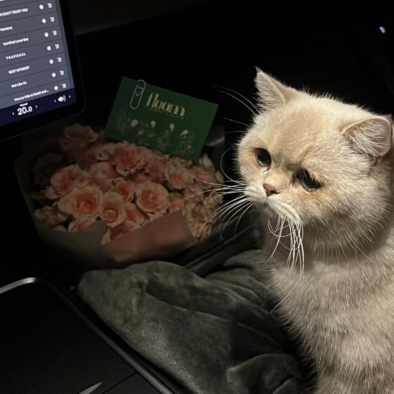 Simba the Maine Coon cat